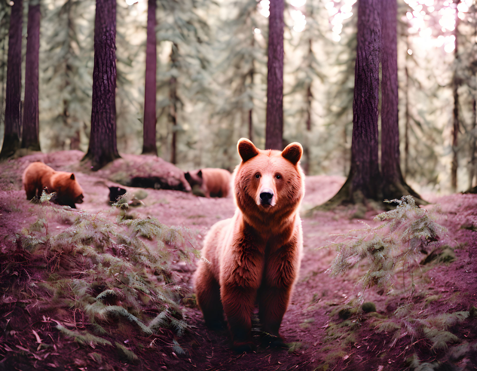 Brown Bear Surrounded by Forest Trees and Ferns