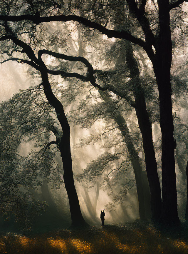 Misty forest scene with sunlight filtering through trees