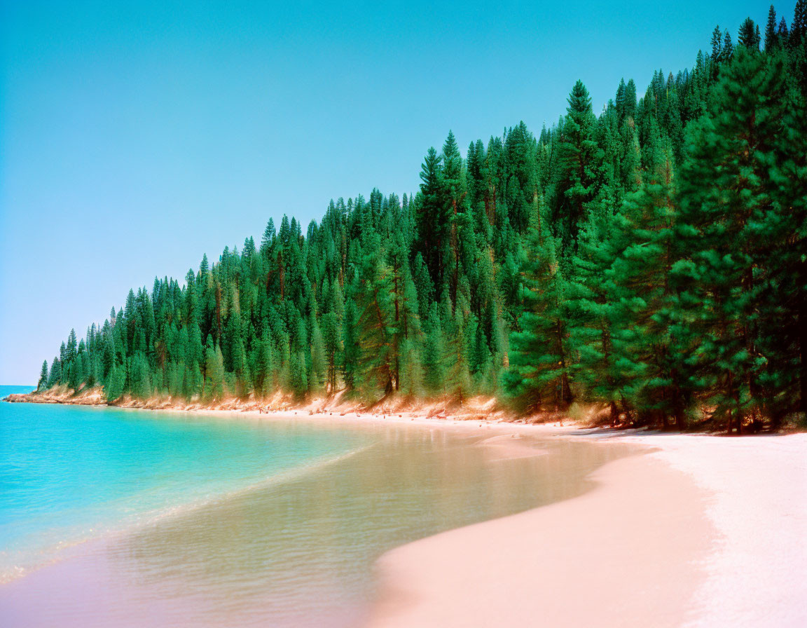 Serene Beach Scene with Pine Forest and Clear Sky