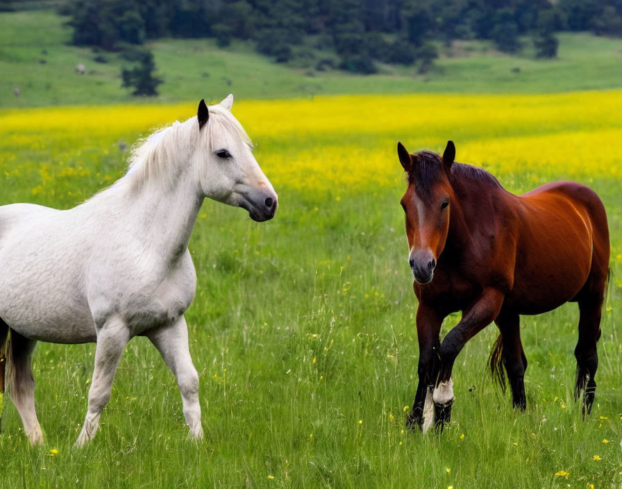 White and Brown Horses in Green Field with Yellow Flowers