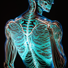 Neon vascular and nervous systems on human body illustration
