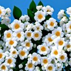 White Flowers with Yellow Centers and Green Leaves Against Clear Blue Sky