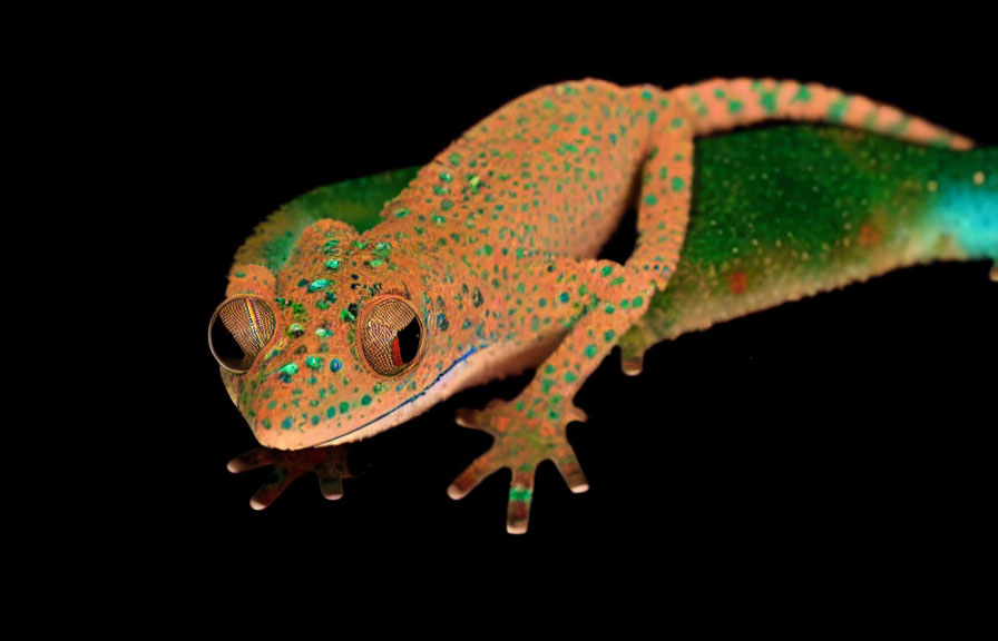 Vibrant orange gecko with green spots on black background