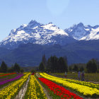 Vibrant tulip field with snowy mountains and blue sky