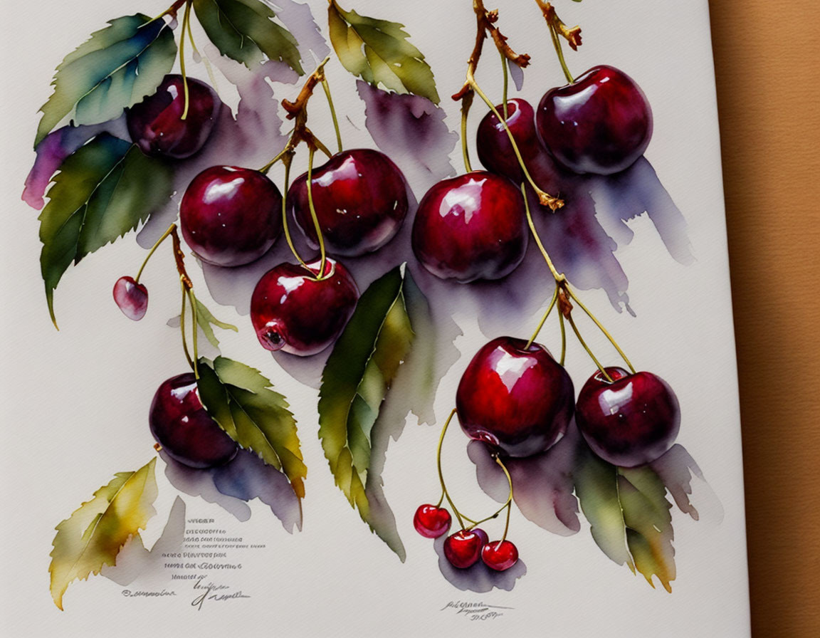 Cherries. Watercolor .