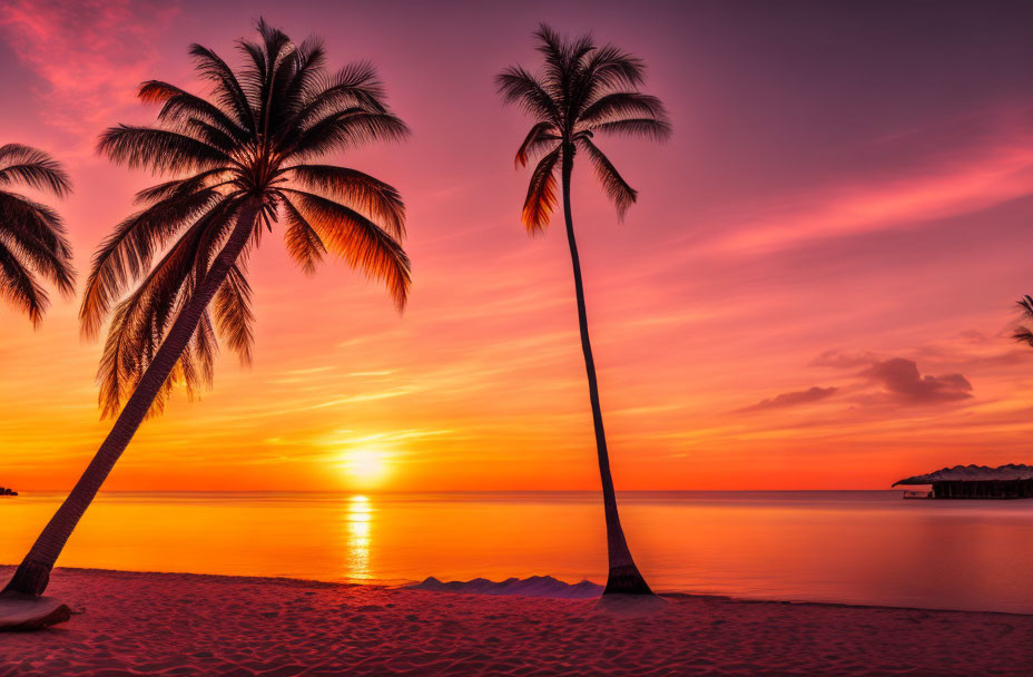 Sunset with palm tree 