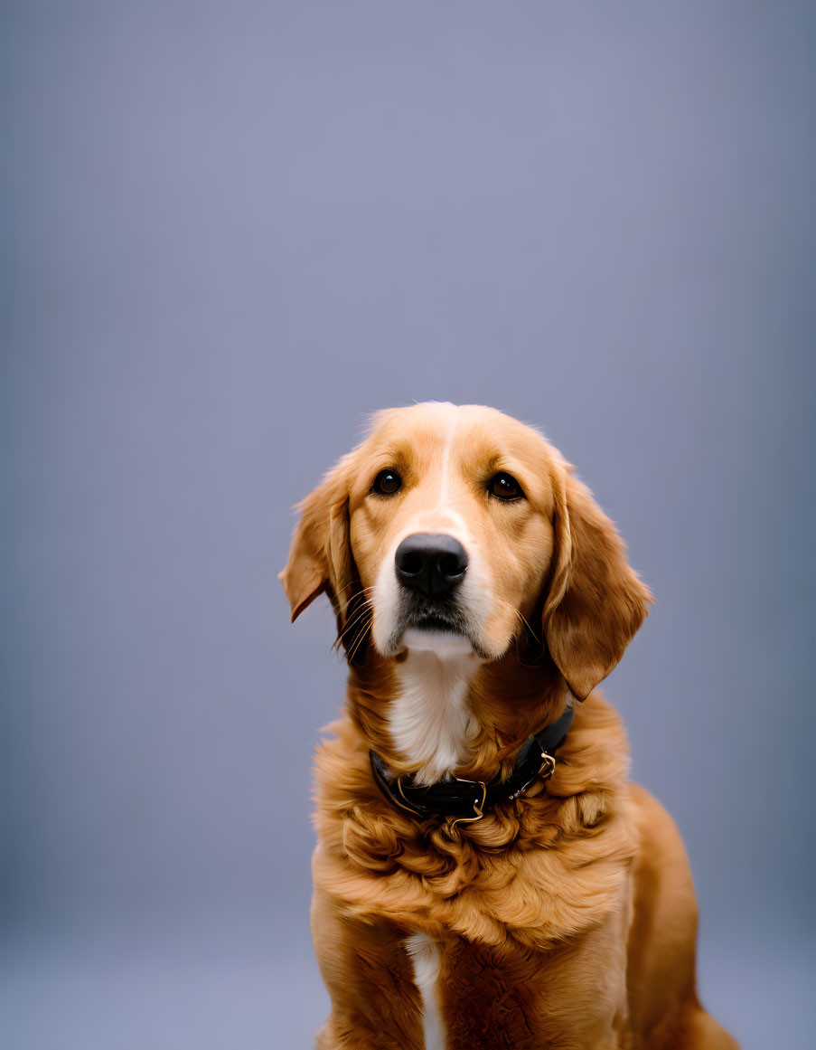 Golden Retriever with Collar in Front of Gray Background