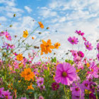 Colorful Pink and Orange Wildflowers in Blue Sky Scene
