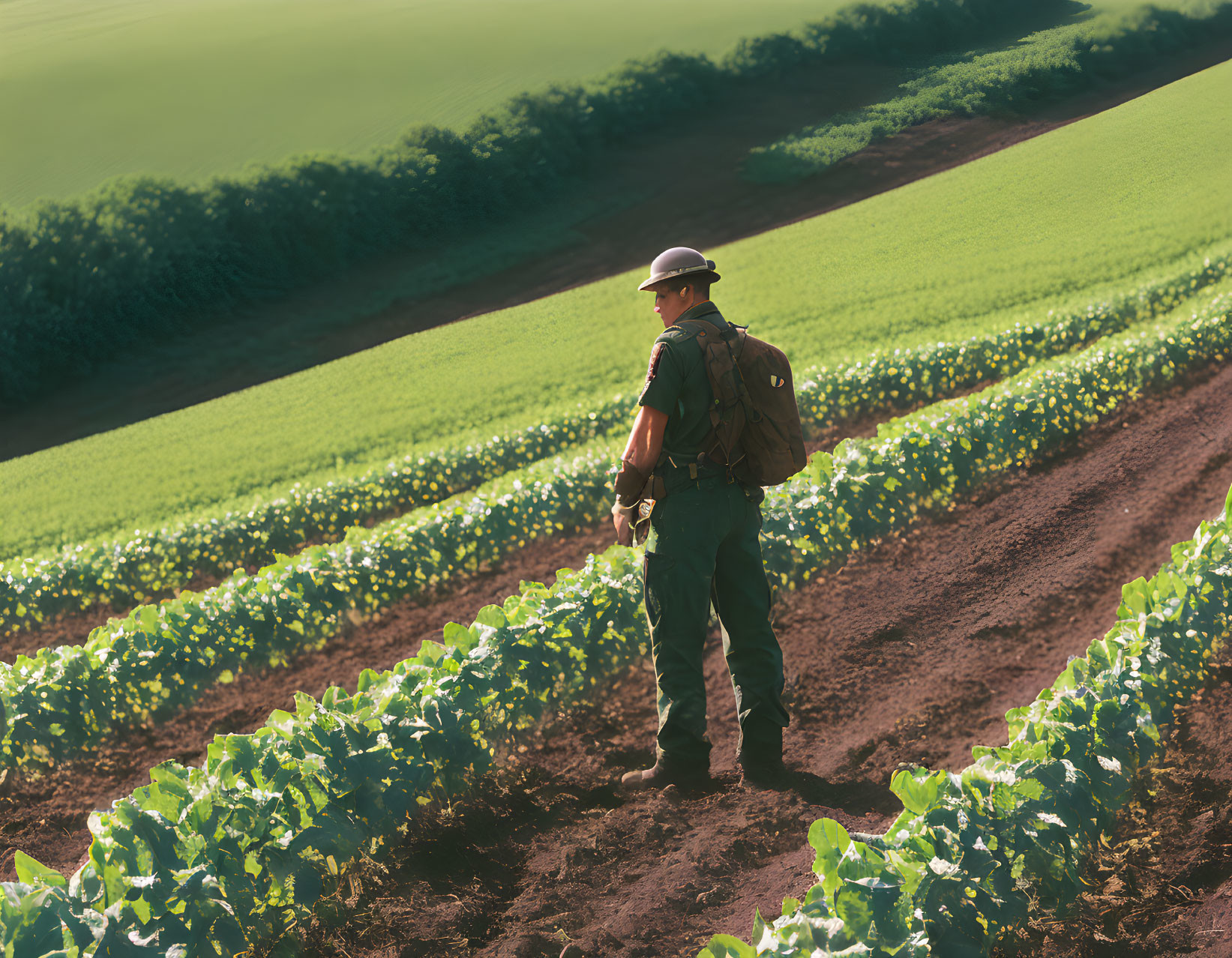 Person walking in hat and backpack through lush green field with rows of crops under warm sunlight