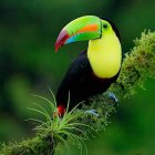 Colorful Toucan Perched on Branch in Lush Foliage