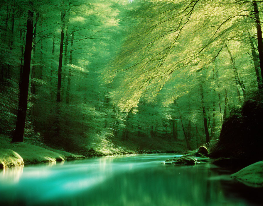 Fluss im Wald