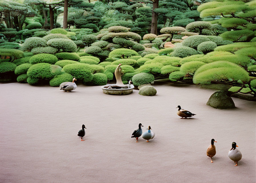 Japanese Garden Scene with Ducks and Shrubs