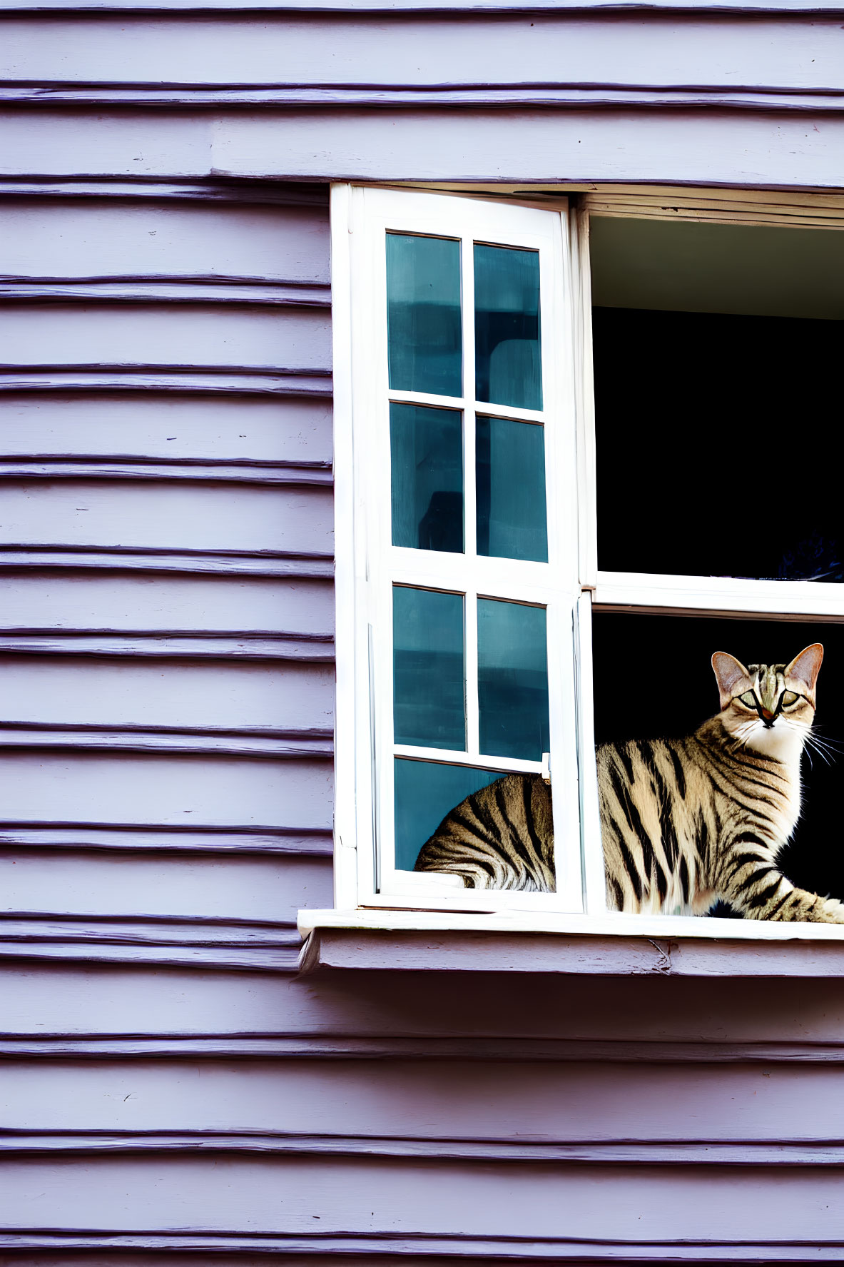 Striped cat sitting on windowsill looking out of open white window on purple wall