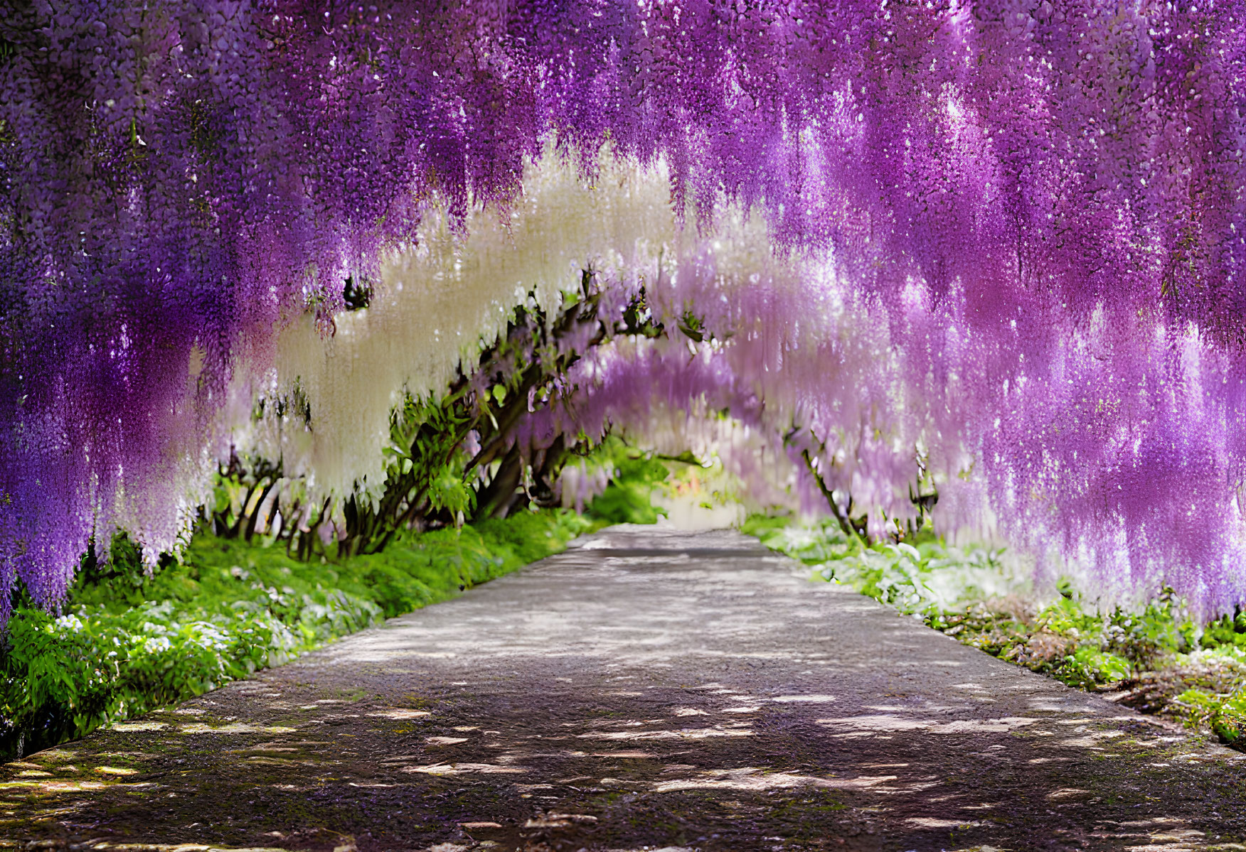 Vibrant wisteria flowers form picturesque garden path