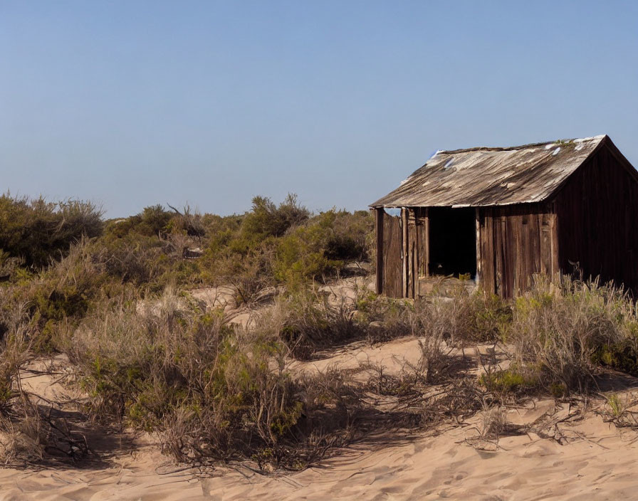 Dilapidated wooden shack in sandy vegetation under clear blue sky