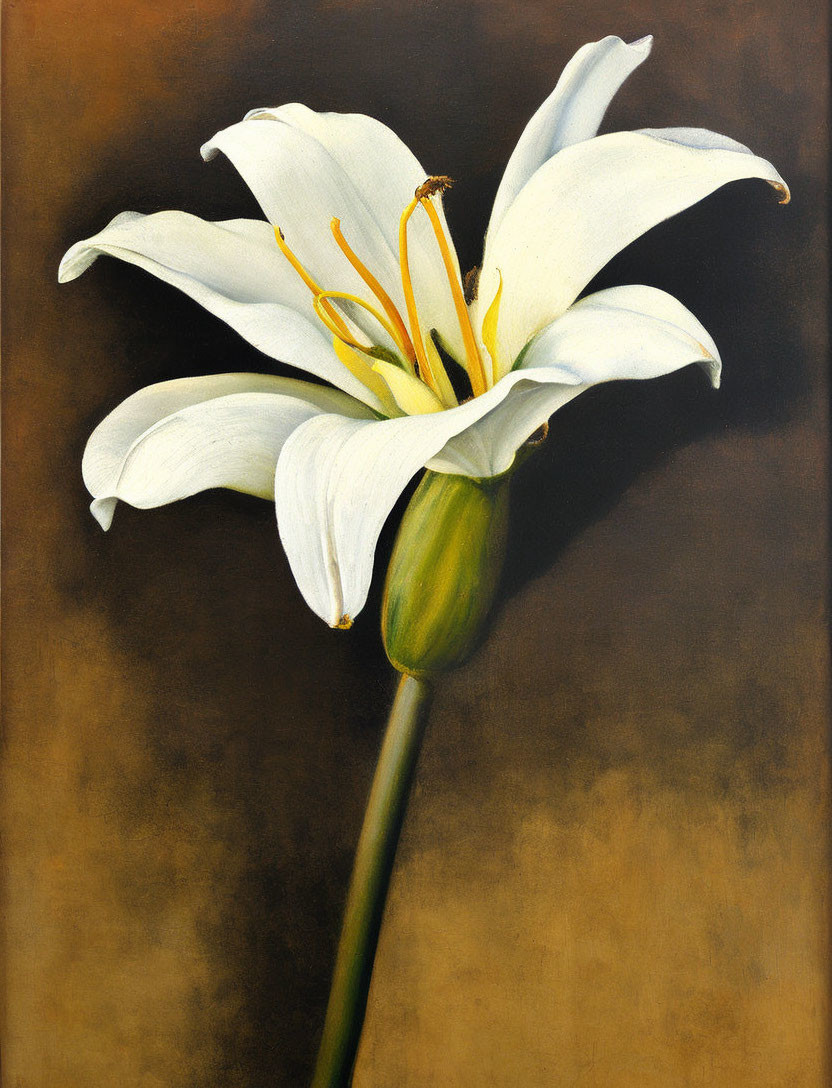 white Lily