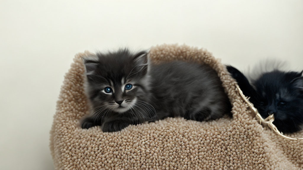 Fluffy Kittens with Striking Blue Eyes on Beige Cat Bed