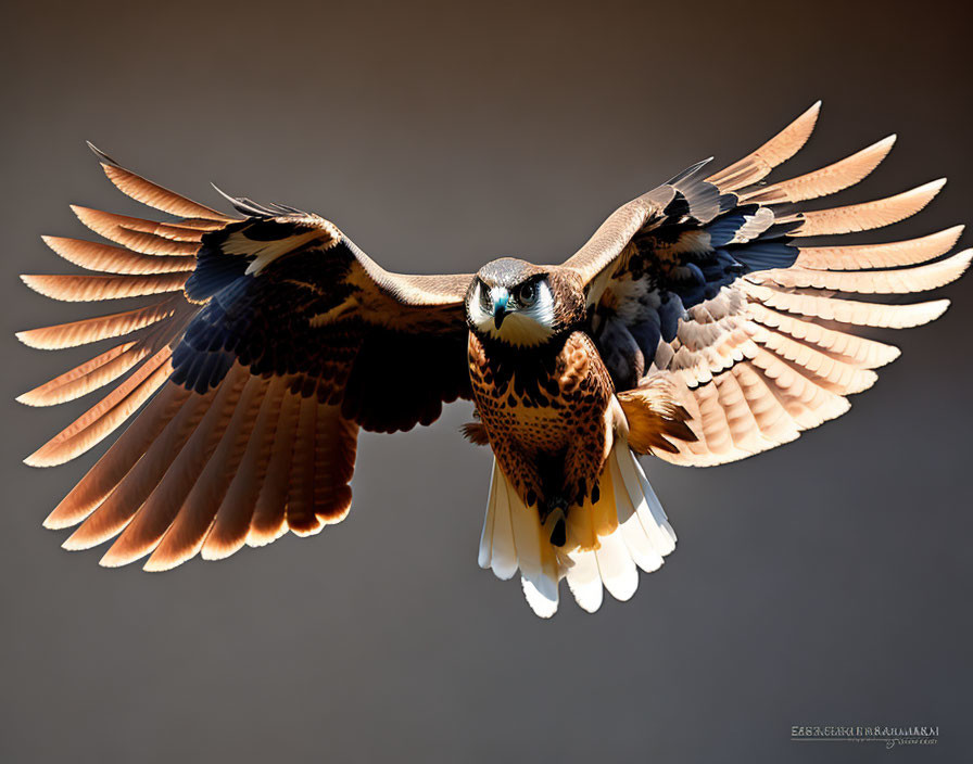Majestic bird of prey mid-flight with detailed wings and striking plumage patterns