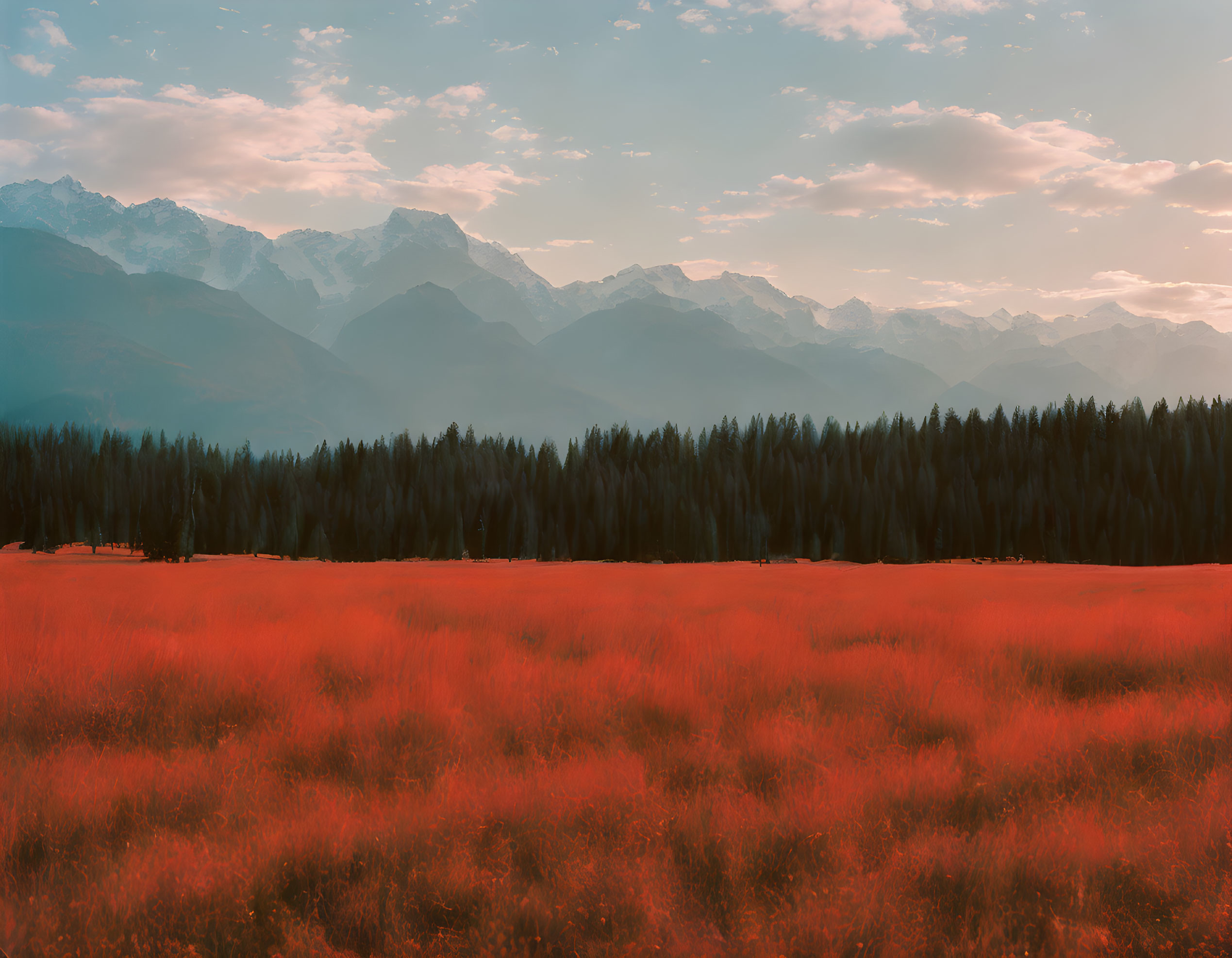 Vivid Red Meadow with Forest, Dusky Sky, and Snow-Capped Peaks