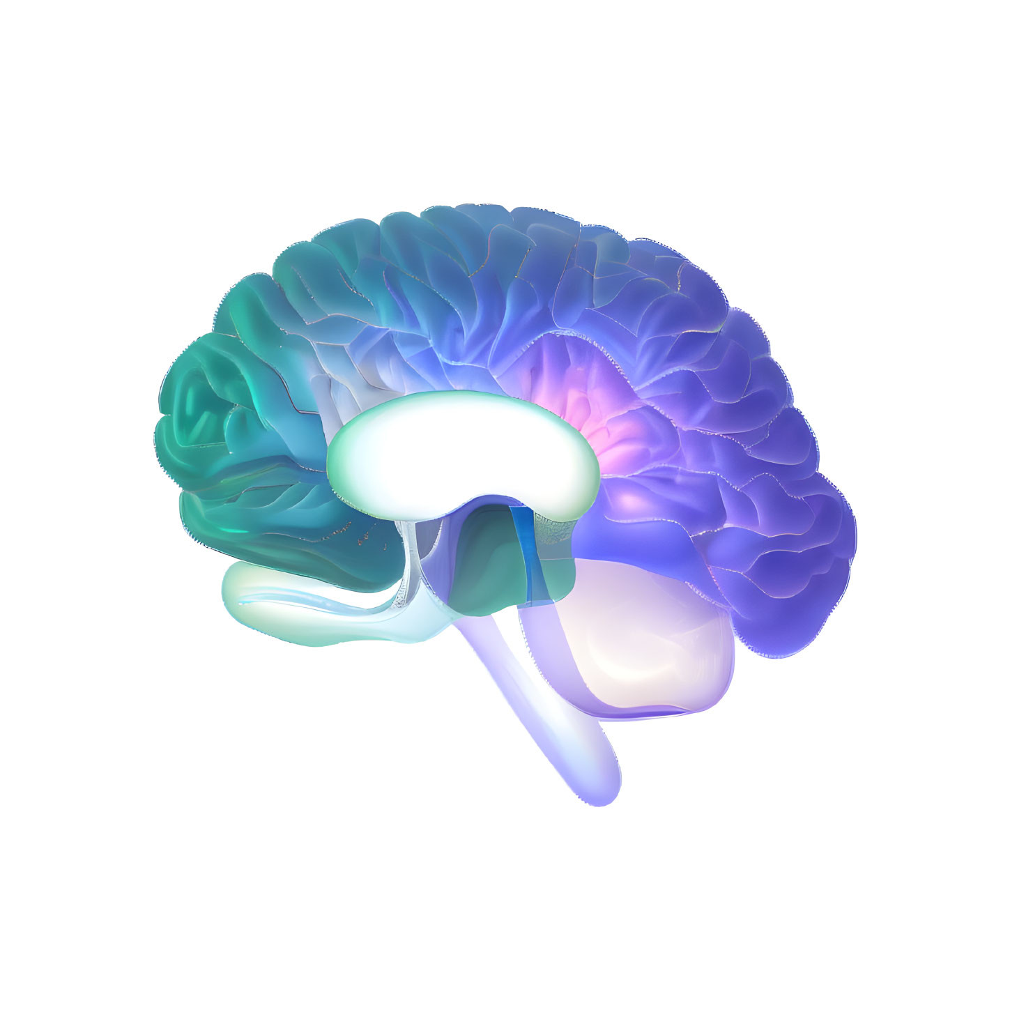 Detailed 3D human brain illustration with color-coded regions