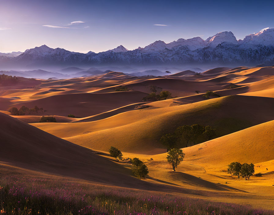 Golden sand dunes, greenery, and purple flowers with snowy mountains in the background at sunrise