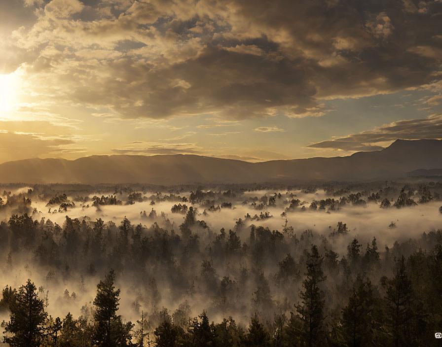 Tranquil sunrise over misty forest and distant mountains