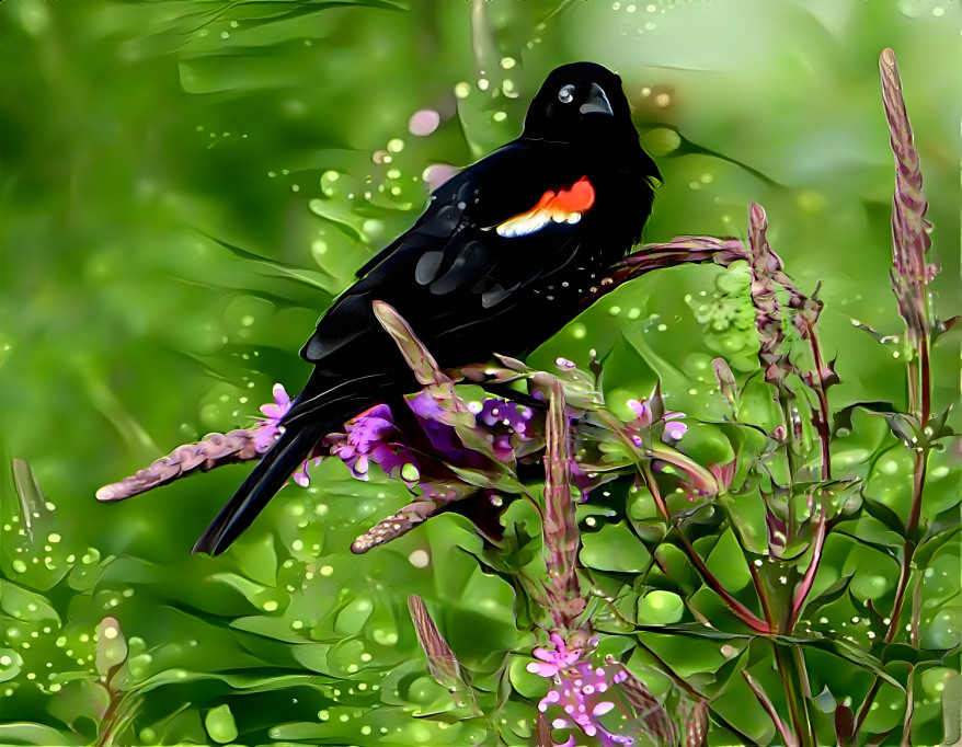 Beautiful Red Wing Blackbird