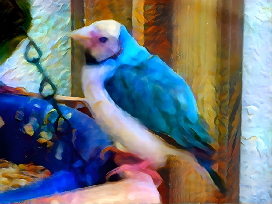 The Colorful Bird
