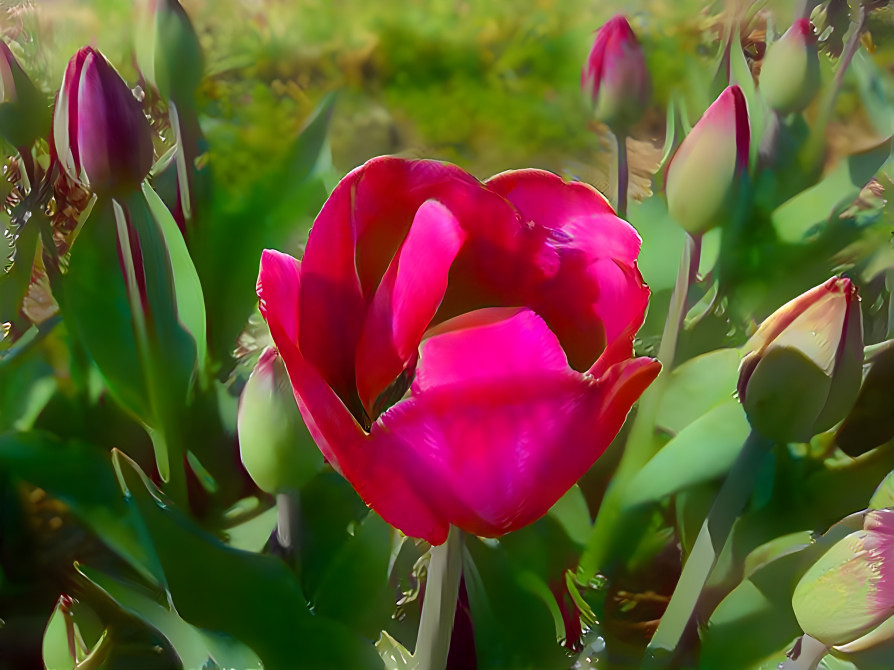 Young and Old Tulips