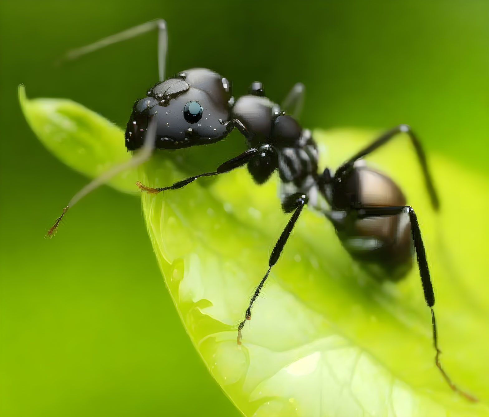 big-eyed ant 