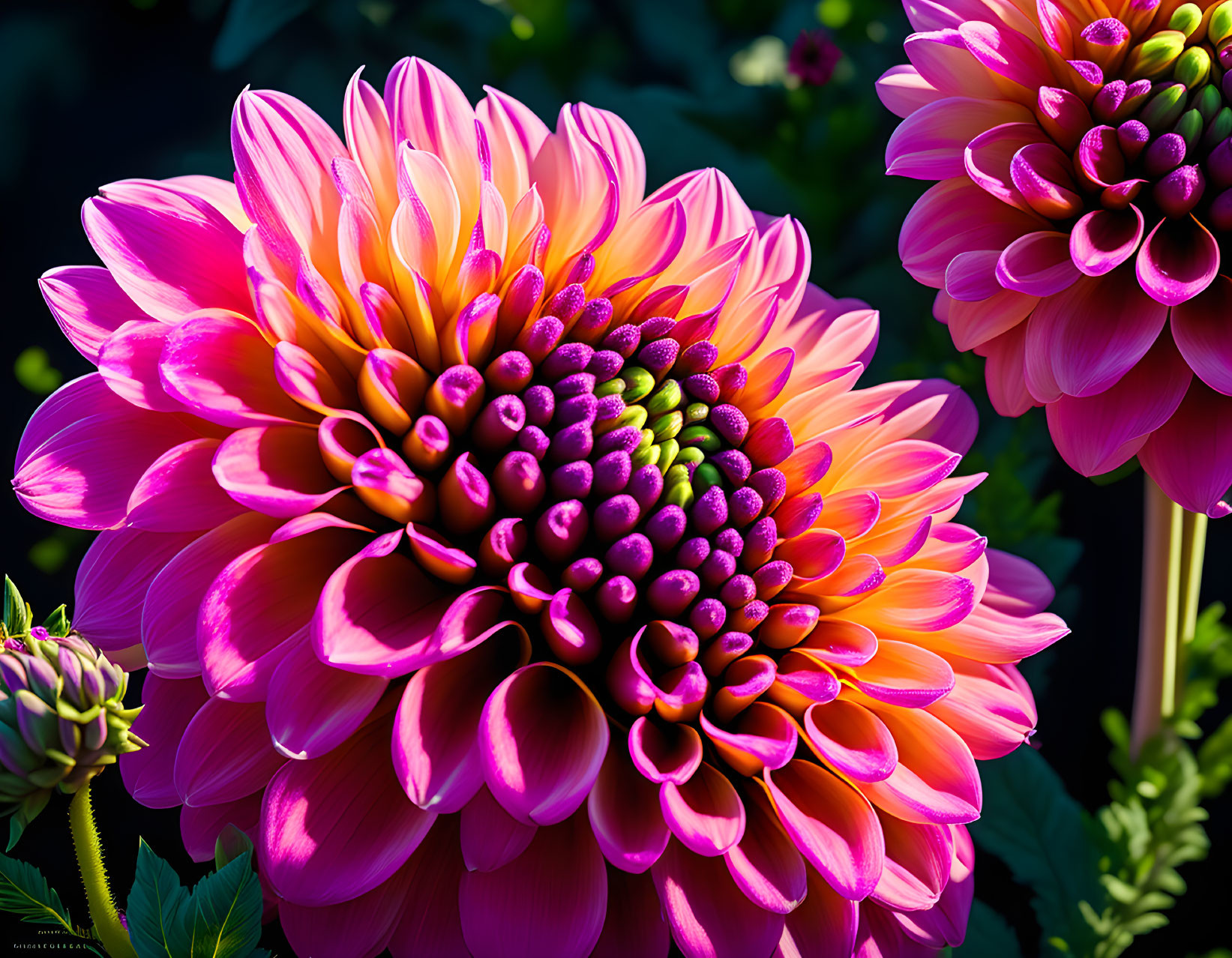 A big lovely colorful dahlia 