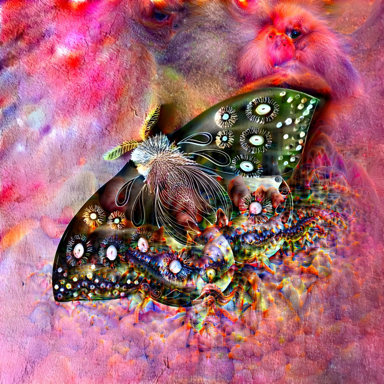 dream moth