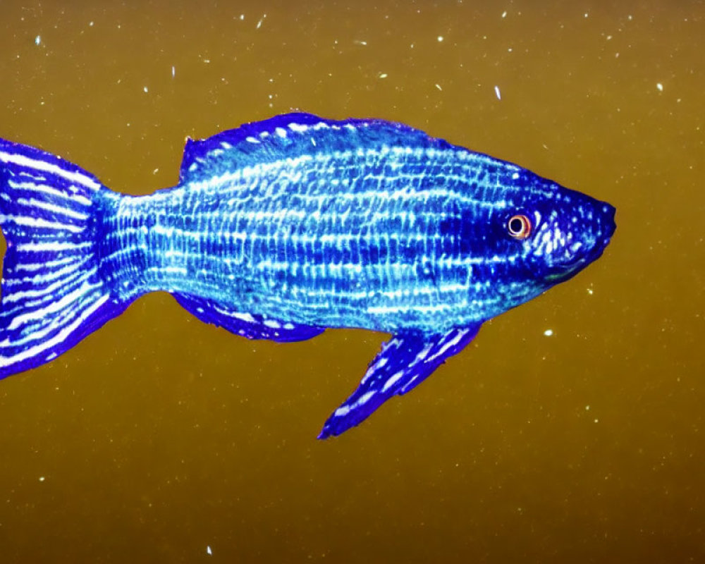 Vibrant blue fish with dark stripes swimming in golden-yellow backdrop