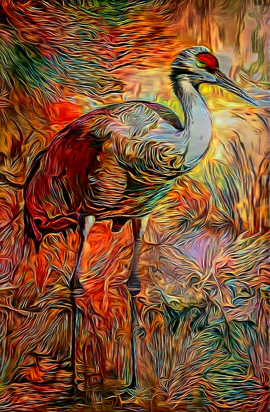 Solo sandhill crane