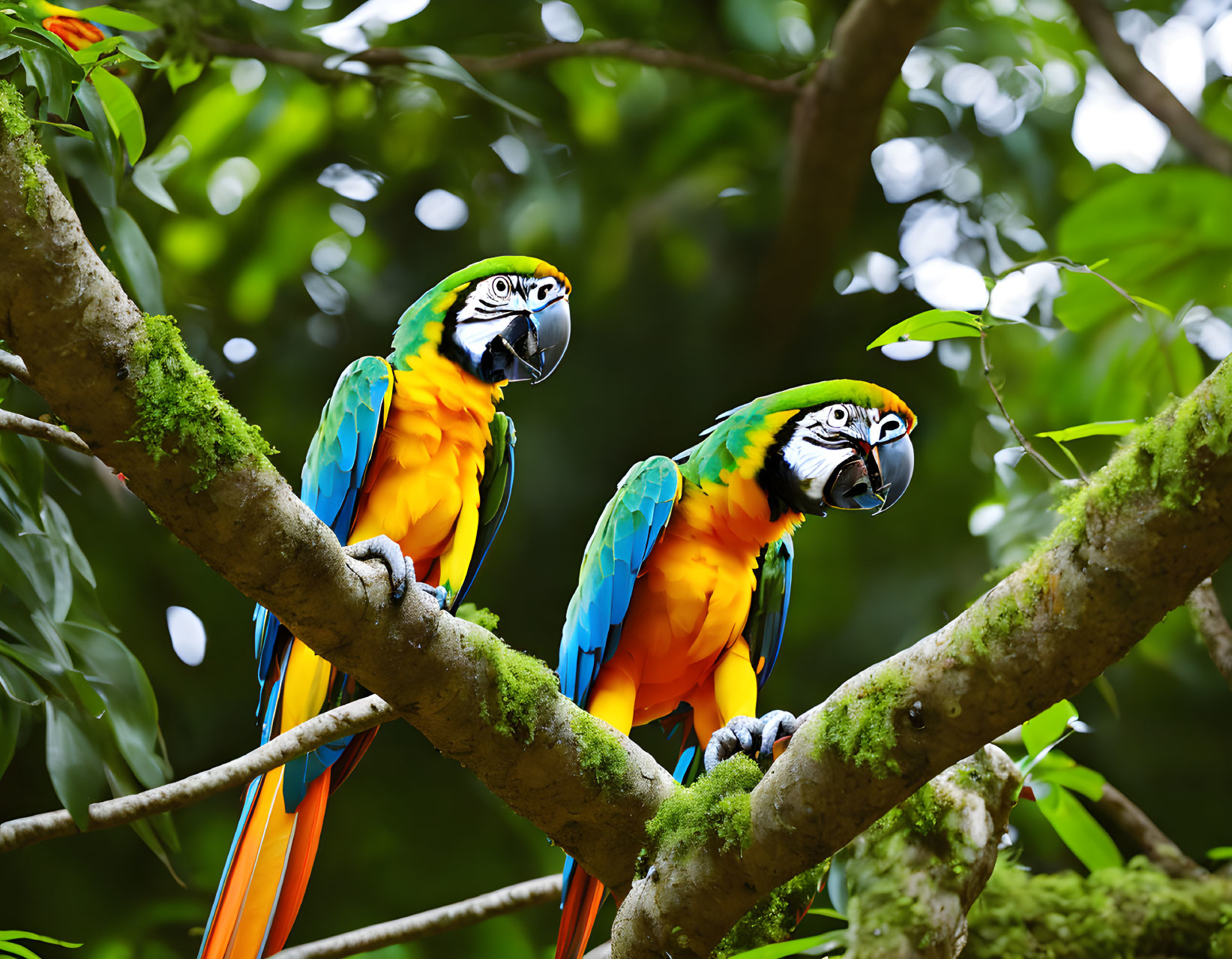 Vibrant Macaws on Moss-Covered Branch in Green Forest