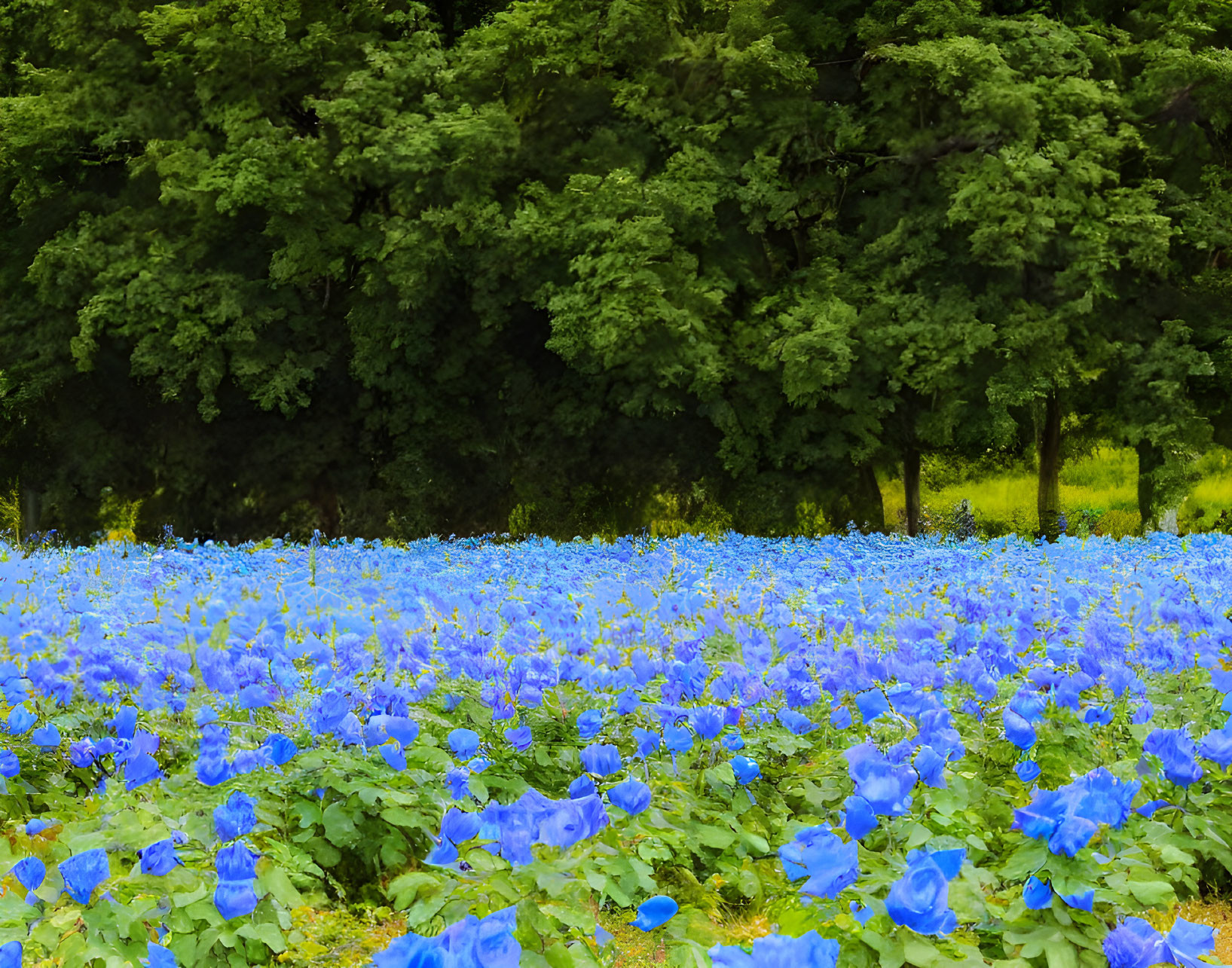 Field of blue roses