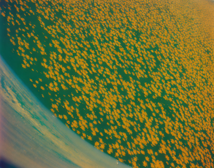 Earth covered in giant flowers, from 100 miles up