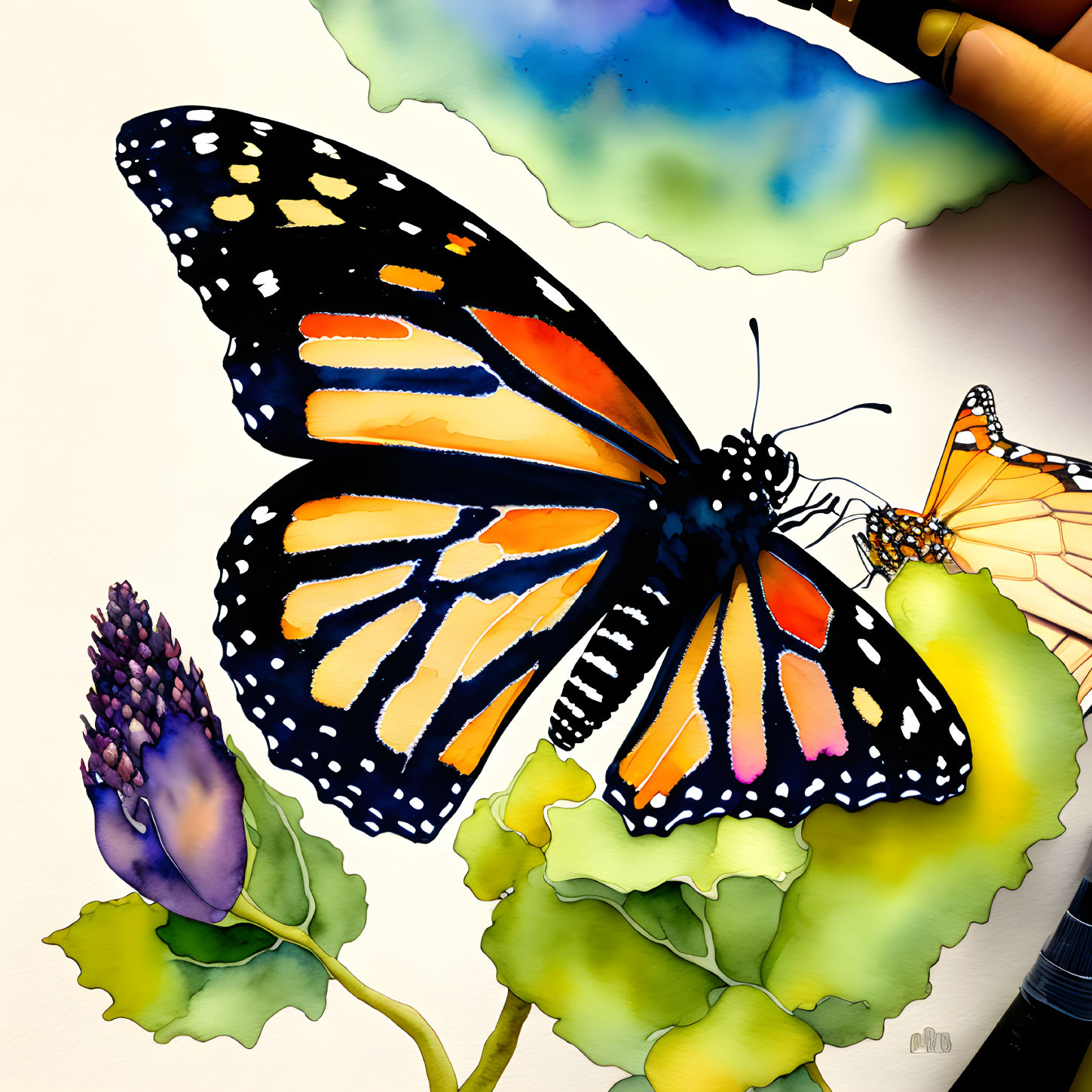 Monarch in watercolor 