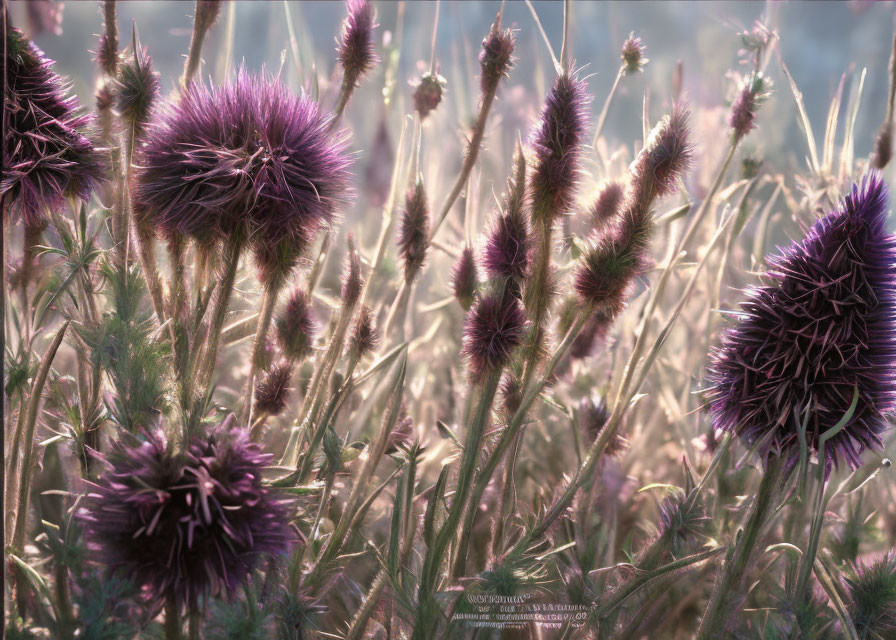 Tranquil field with purple thistle flowers in soft sunlight