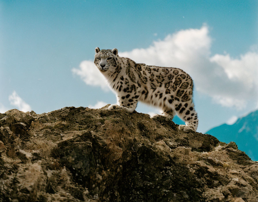 A snow leopard on top of the world