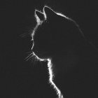 Monochrome profile of a cat with light outlines on dark background