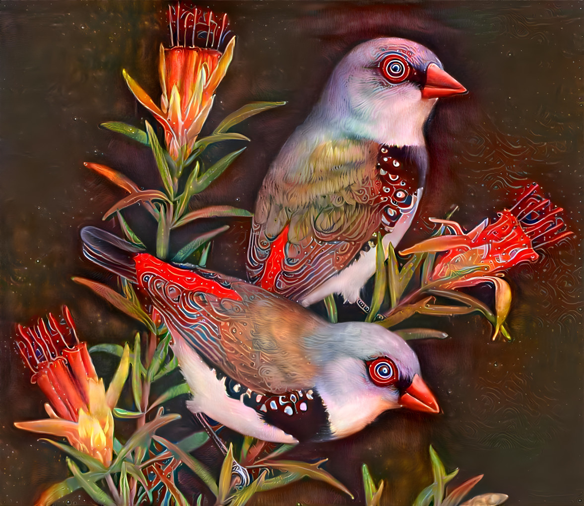 Firetail finches on flowers