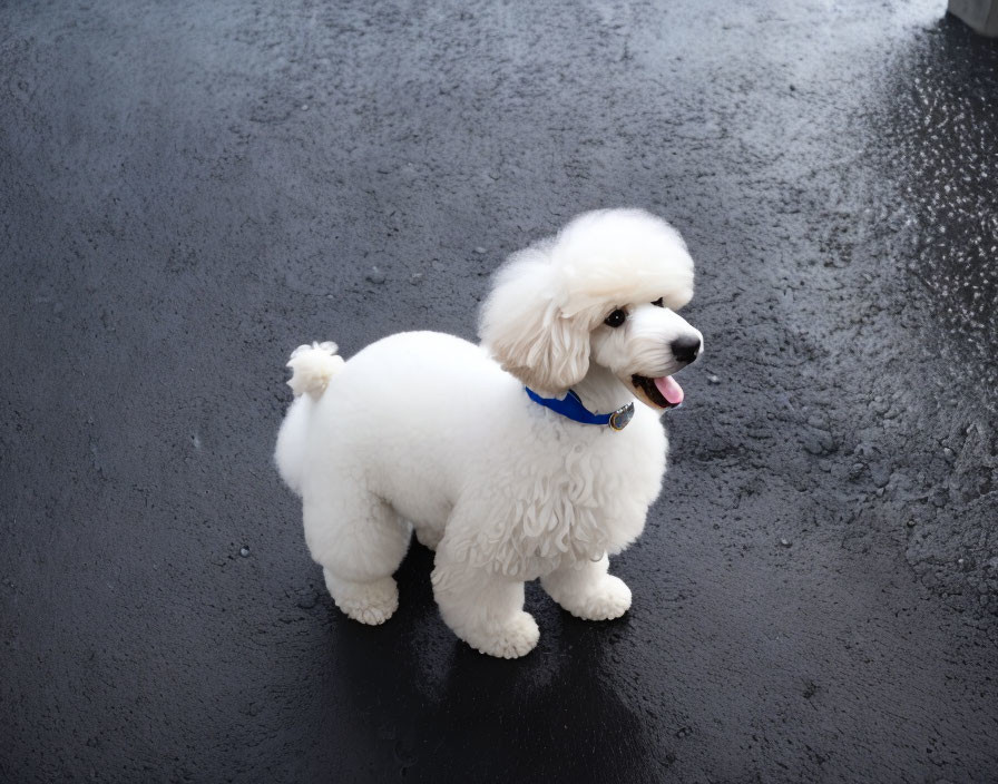 Poodle in rain!