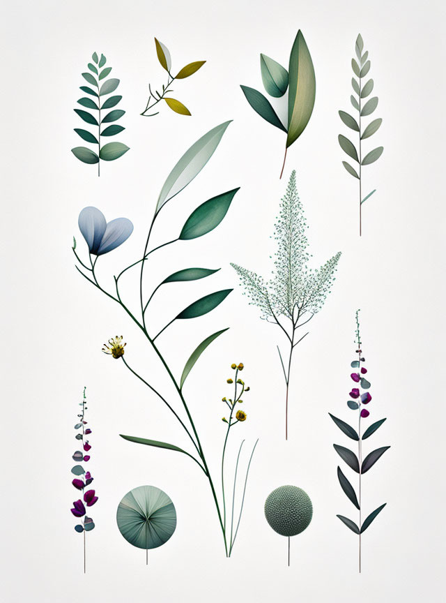 Botanical illustration 