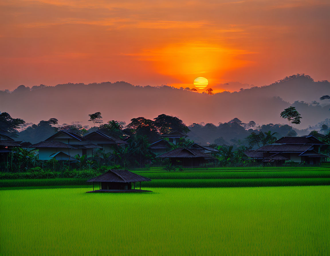 Rice Field Sunset