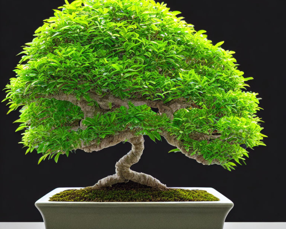 Twisted trunk bonsai tree with dense green canopy in shallow pot