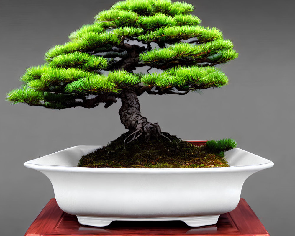 Meticulously sculpted bonsai tree with vibrant green foliage in white pot