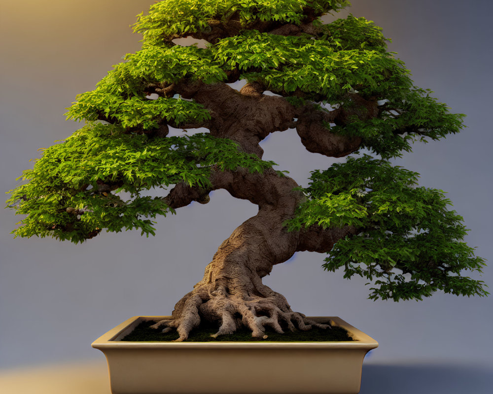 Lush green bonsai tree in rectangular pot against gradient background