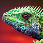 Detailed Close-Up of Vibrant Green Iguana with Spiny Crest