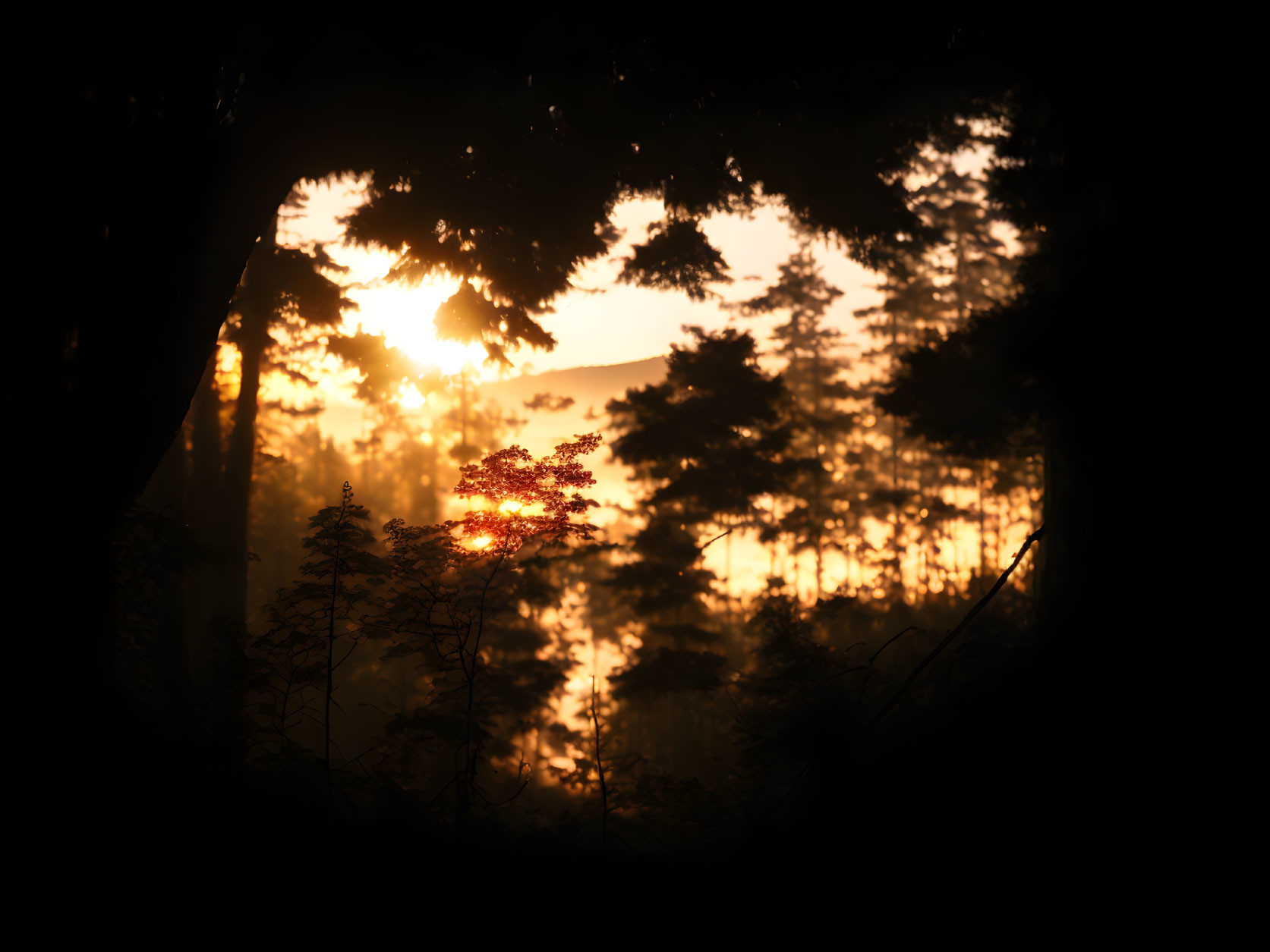 Forest sunset